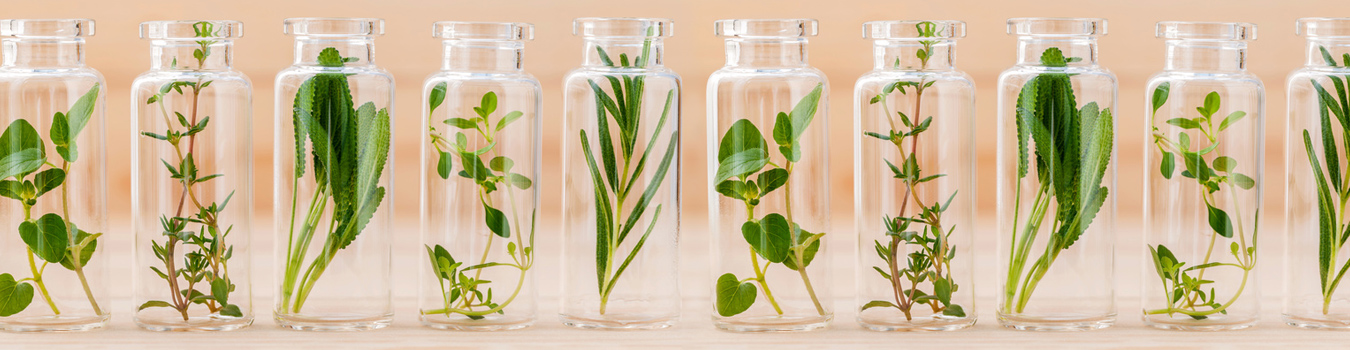 Homöopathie – Definition, Wirkung und Anwendungsgebiete